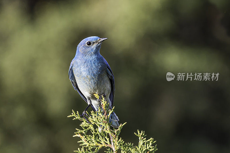 山蓝知更鸟(Sialia currucoides)是一种小型迁徙画眉，发现于北美西部山区。马勒尔国家野生动物保护区，俄勒冈州。雀形目,鸫科。男性。